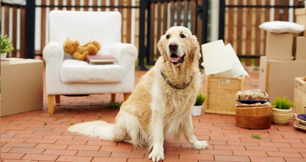 Hints for selling a property when you have pets