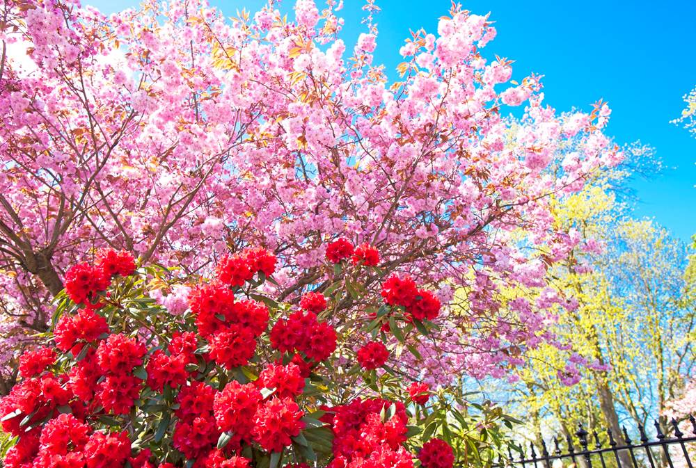 Rubislaw Terrace Gardens – Why it’s Linda Morris’s favourite view
