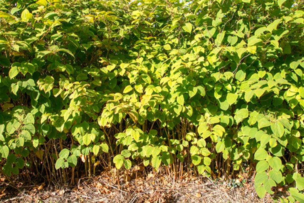 What to do if Japanese Knotweed comes up on your home buying survey