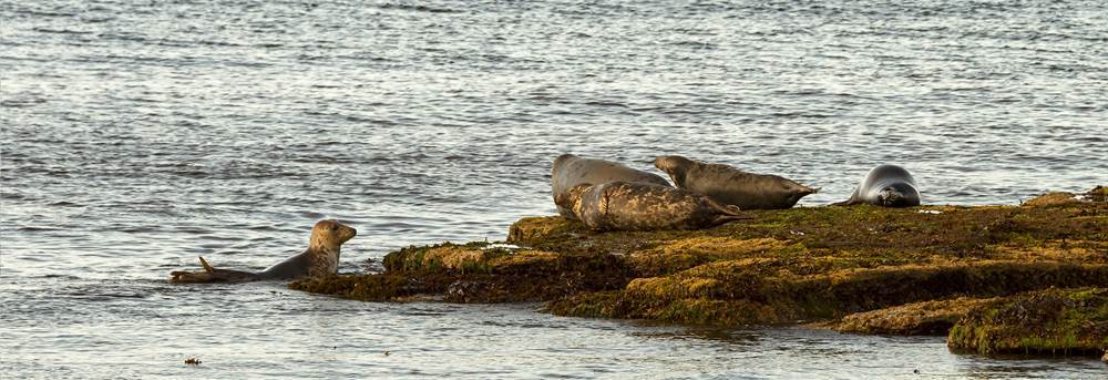 From dolphin watching to golfing: five things to do in Buckie
