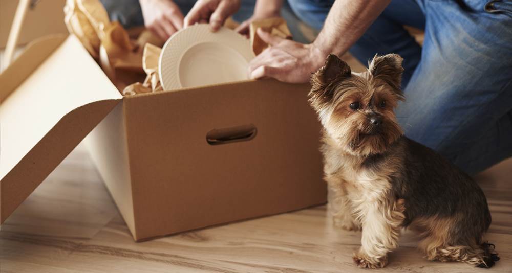 Four things dog owners should consider when buying a new home