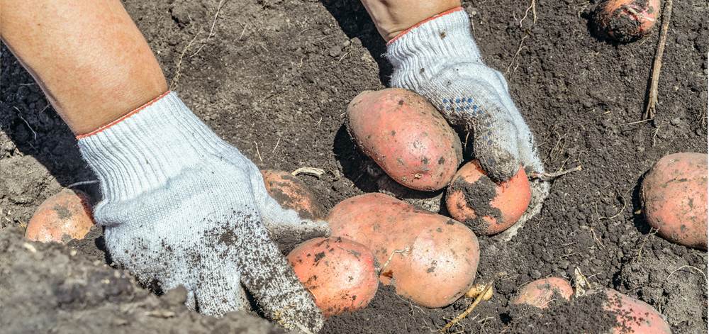 Five easy vegetables to grow