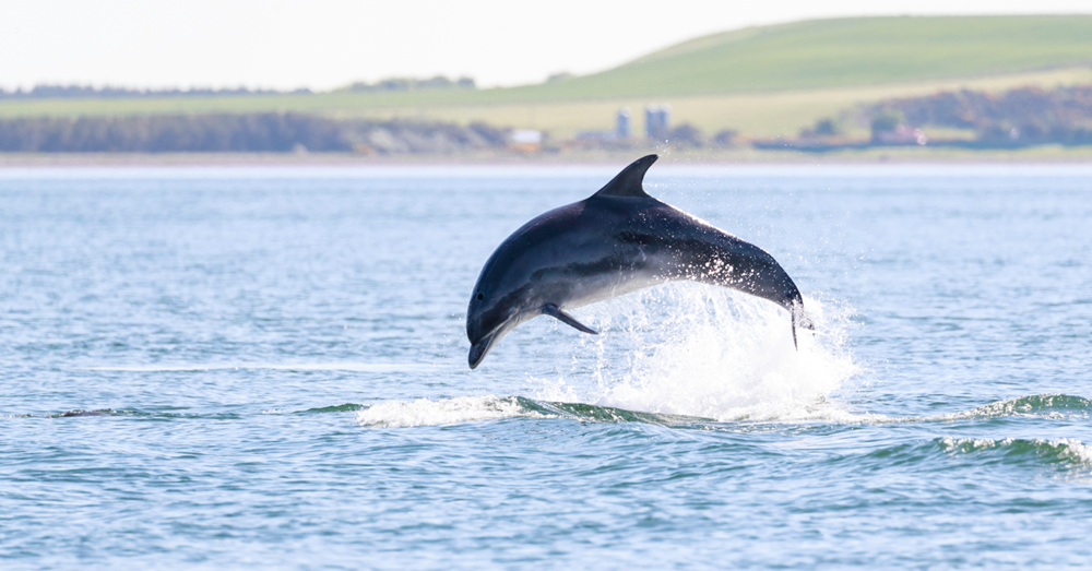 Dolphin Spotting in the North East 