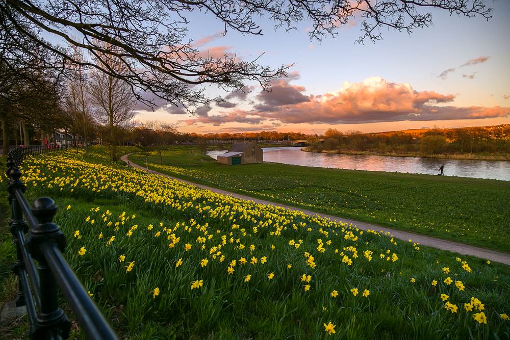 Dee for Daffodils