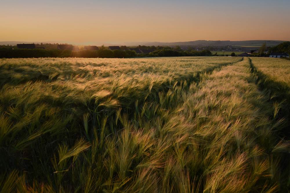 Upon the Fields of Barley